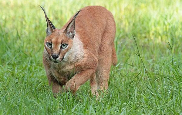 गांधी सागर अभयारण्य में देखा गया दुर्लभ स्याहगोश