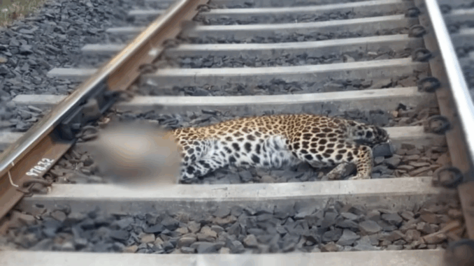रायसेन में ट्रेन की चपेट में आने से तेंदुए की मौत