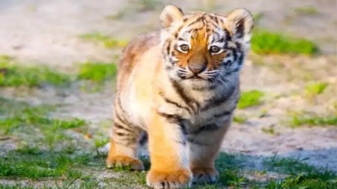 बाघ शावक को मारने और उसके अंगों को बेचने की कोशिश के आरोप में छह लोग गिरफ्तार