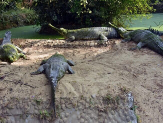 मुरैना में घड़ियालों की तस्करी के आरोप में तीन लोग गिरफ्तार