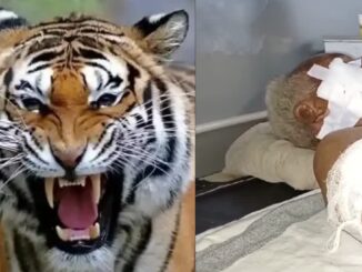 बालाघाट में बाघ का हमला, चारा लेने गए में बुजुर्ग व्यक्ति का किया शिकार