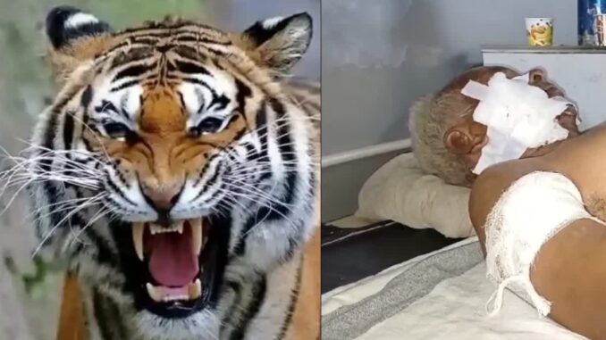 बालाघाट में बाघ का हमला, चारा लेने गए में बुजुर्ग व्यक्ति का किया शिकार