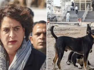कुत्ते सबसे सुंदर, सौम्य प्राणी हैं, वे क्रूर बर्ताव के हकदार नहीं: प्रियंका गांधी