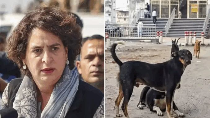 कुत्ते सबसे सुंदर, सौम्य प्राणी हैं, वे क्रूर बर्ताव के हकदार नहीं: प्रियंका गांधी