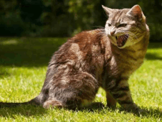 बिहार में बिल्ली ने मांगा निवास प्रमाण पत्र , कलेक्टर ने दर्ज कराइ एफआईआर