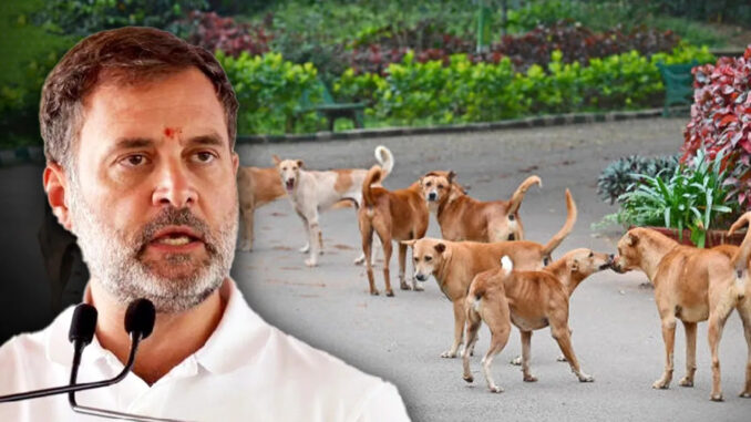 आवारा कुत्तों पर न्यायालय का निर्देश मानवीय, विज्ञान-समर्थित नीति से एक कदम पीछे : राहुल गांधी