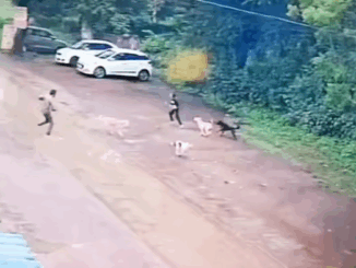 खरगोन में आवारा कुत्तों के झुंड ने 10 साल की बच्ची पर हमला किया