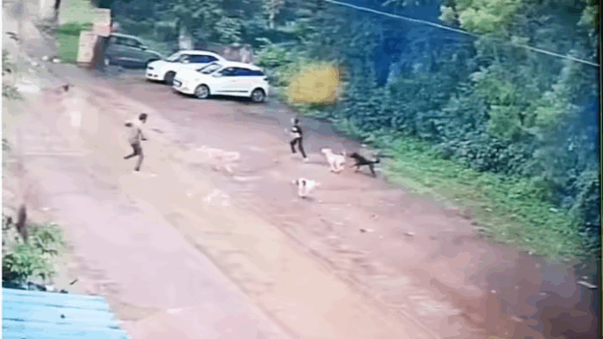 खरगोन में आवारा कुत्तों के झुंड ने 10 साल की बच्ची पर हमला किया