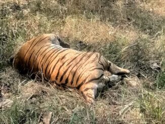 मप्र पेंच बाघ अभयारण्य में बाघ के साथ लड़ाई में शावक की मौत