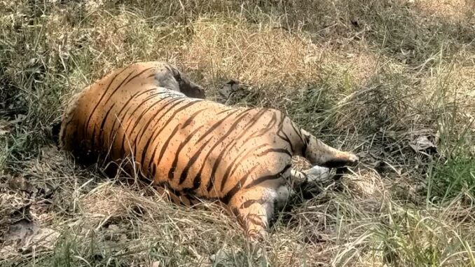 मप्र पेंच बाघ अभयारण्य में बाघ के साथ लड़ाई में शावक की मौत
