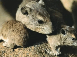 इंदौर के हवाई अड्डे पर चूहे के काटने से घायल यात्री के साथ असंवेदनशील बर्ताव, चिकित्सक पर गाज