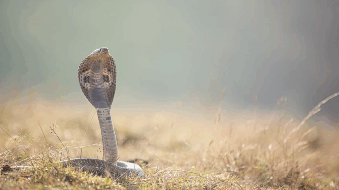 मुजफ्फरनगर में गले में सांप लपेटकर वीडियो बनाते समय युवक की सर्पदंश से मौत