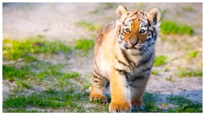 बांधवगढ़ बाघ अभ्यारण्य में मादा बाघ शावक की संदिग्ध परिस्थितियों में मौत