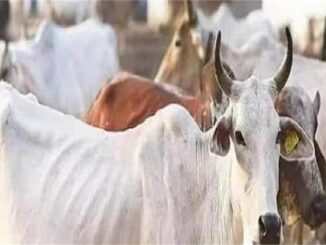 कार से गोमांस बरामद, चालक गिरफ्तार