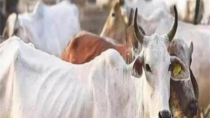 कार से गोमांस बरामद, चालक गिरफ्तार