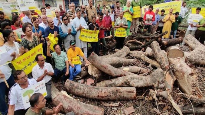 इंदौर में पीपल का 300 साल पुराना पेड़ काटा गया, पर्यावरण कार्यकर्ताओं ने सिर मुंडवाया