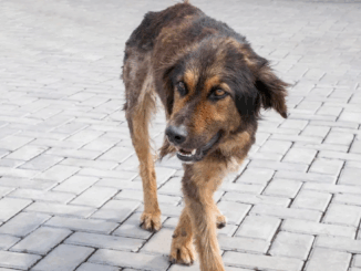 खंडवा में आवारा कुत्ते ने 12 ग्रामीणों को काटा, नौ लोग अस्पताल में भर्ती