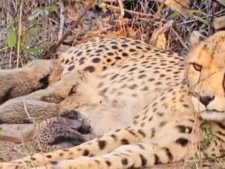 भारत में जन्मी चीता मुखी ने कूनो नेशनल पार्क में पांच शावकों को जन्म दिया