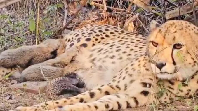 भारत में जन्मी चीता मुखी ने कूनो नेशनल पार्क में पांच शावकों को जन्म दिया