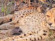 भारत में जन्मी चीता मुखी ने कूनो नेशनल पार्क में पांच शावकों को जन्म दिया