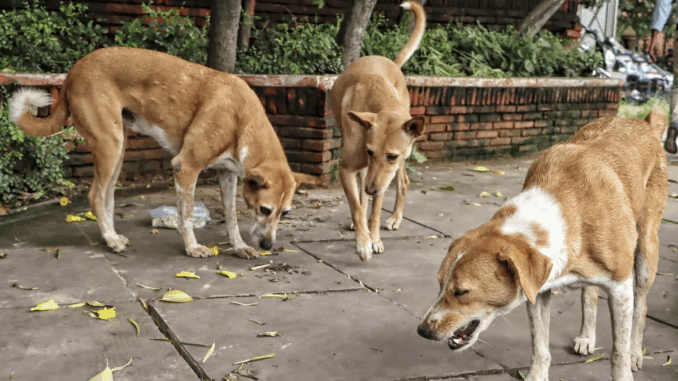 दमोह जिले में दो दिनों में आवारा कुत्तों ने 40 लोगों को काटा