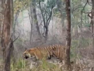 कटनी : शाहडार के घने जंगल की दहशत, ग्राम खरहटा जंगली जानवरों के डर से स्कूल नहीं जा पा रहे बच्चे