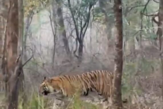 कटनी : शाहडार के घने जंगल की दहशत, ग्राम खरहटा जंगली जानवरों के डर से स्कूल नहीं जा पा रहे बच्चे