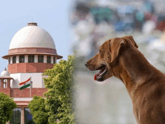 पशु प्रेमियों ने आवारा कुत्तों को हटाने संबंधी न्यायालय के आदेश के खिलाफ प्रदर्शन किया