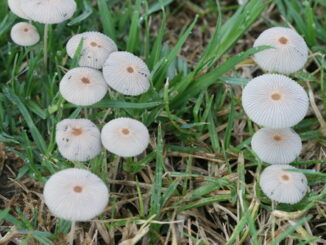 अरुणाचल प्रदेश में पहली बार देखा गया ‘प्लीटेड इंककैप’ मशरूम