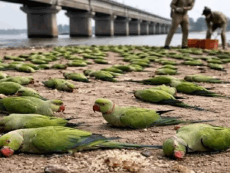 खरगोन जिले में खाद्य विषाक्तता से 200 तोतों की मौत