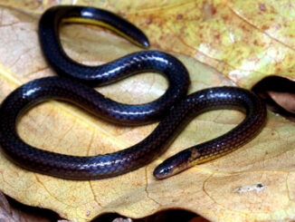 मिजोरम में ‘रीड स्नेक’ की नयी प्रजाति की पहचान की गई