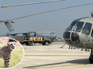 अफ्रीका से लाए जा रहे आठ और चीते शनिवार को कूनो राष्ट्रीय उद्यान पहुंचेंगे