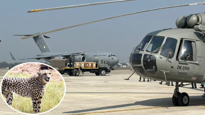 अफ्रीका से लाए जा रहे आठ और चीते शनिवार को कूनो राष्ट्रीय उद्यान पहुंचेंगे