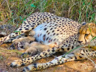 कूनो राष्ट्रीय उद्यान में चीता गामिनी ने तीन शावकों को दिया जन्म