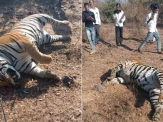 सागर के रानी दुर्गावती अभयारण्य में मिला बाघ का शव
