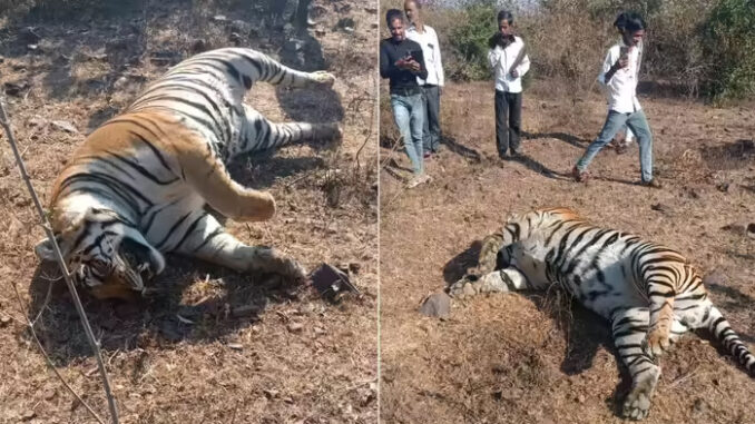 सागर के रानी दुर्गावती अभयारण्य में मिला बाघ का शव
