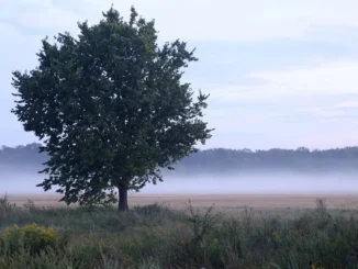 शिवपुरी के एक गांव में पेड़ से लटके मिले दुष्कर्म आरोपी और पीड़िता के शव