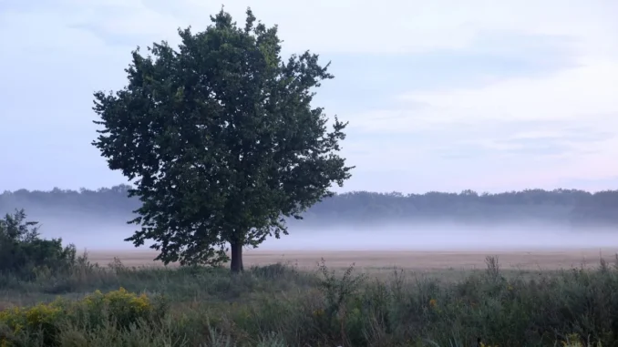 शिवपुरी के एक गांव में पेड़ से लटके मिले दुष्कर्म आरोपी और पीड़िता के शव