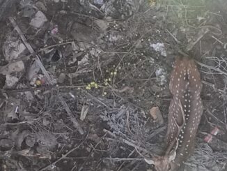 कटनी : पानी की तलाश में बस्ती पहुँचा बारहसिंघा सूखे कुएं में गिरा, वन विभाग ने किया सफल रेस्क्यू