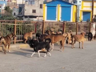 उज्जैन में आवारा कुत्ते के हमले में तीन वर्षीय बच्ची बुरी तरह घायल, चेहरे पर लगे 50 टांके