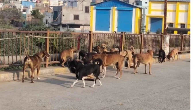 उज्जैन में आवारा कुत्ते के हमले में तीन वर्षीय बच्ची बुरी तरह घायल, चेहरे पर लगे 50 टांके